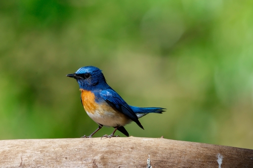 Blue-throated Blue Flycatcher (Cyornis rubeculoides), photo 4
