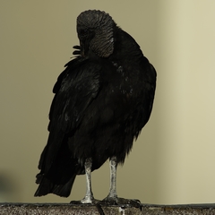 Coragyps atratus