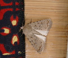 Caradrina clavipalpis