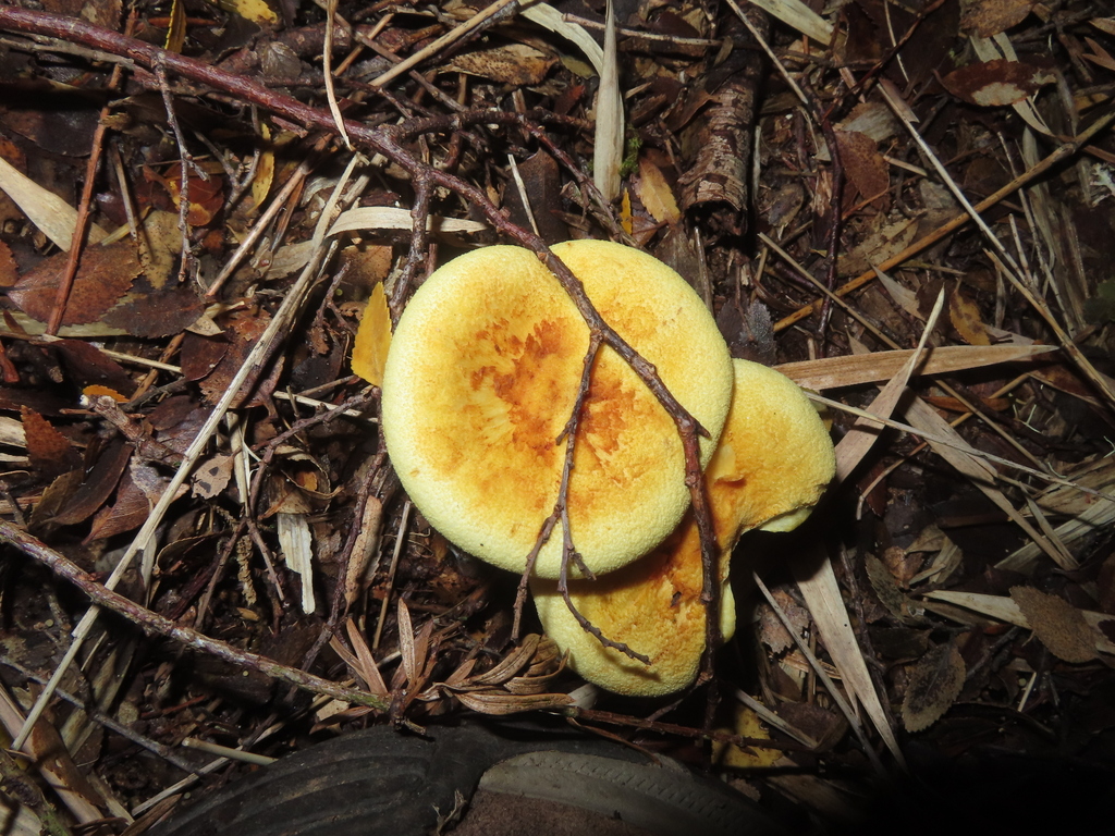 Austropaxillus statuum · April 2025 · photo: © eric-schmitty (iNaturalist, cc-by)