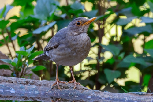 Tickell's Thrush (Turdus unicolor), photo 10