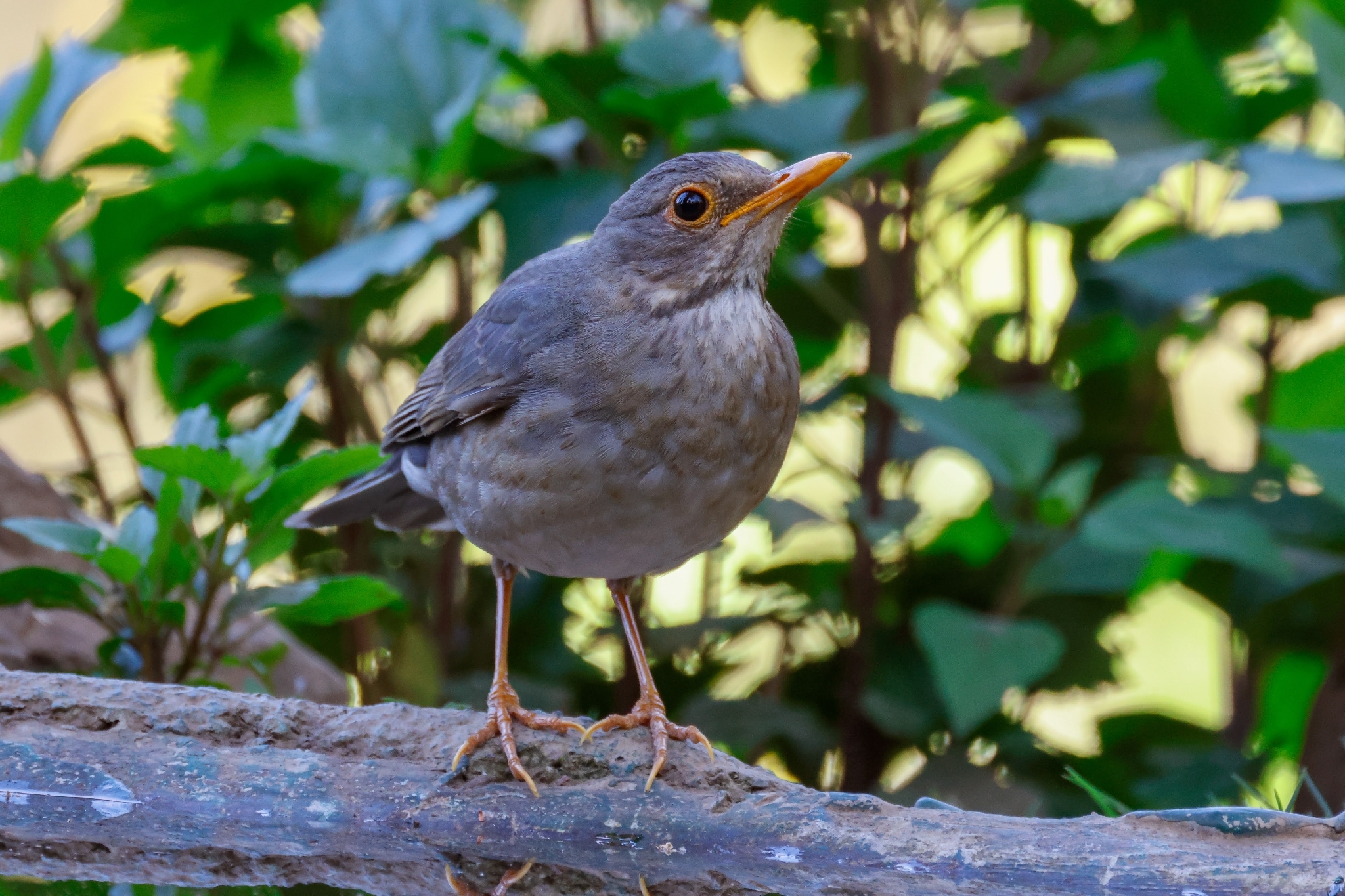 Tickell's Thrush (Turdus unicolor), photo 8