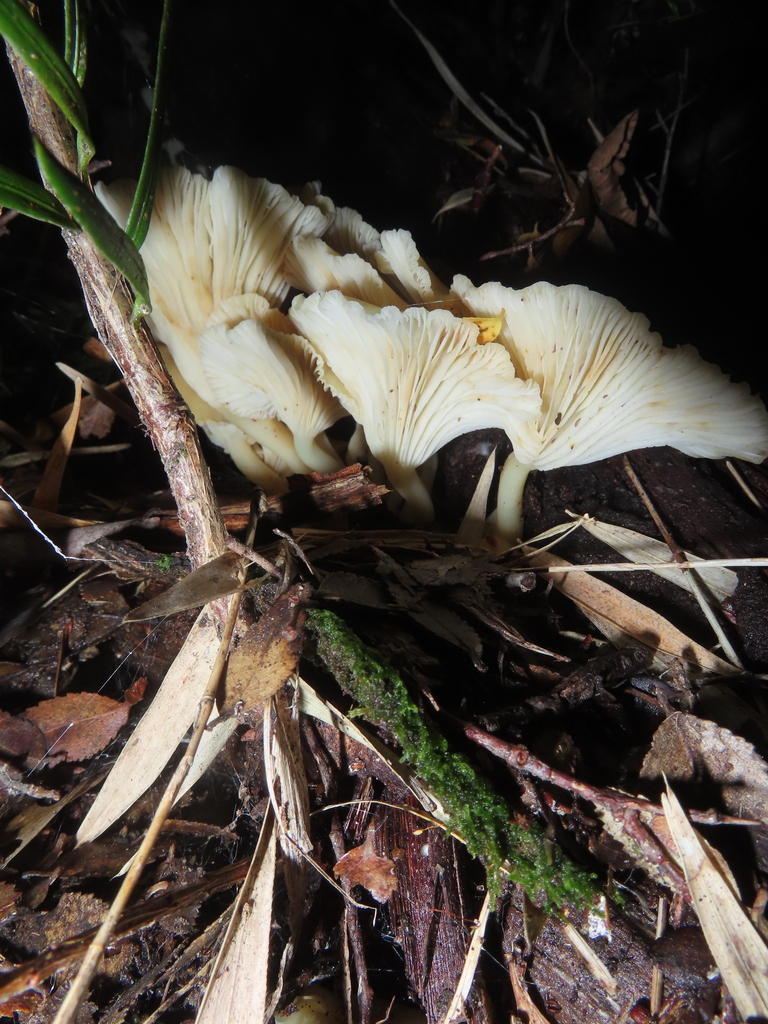 Clitocybula dusenii · April 2025 · photo: © eric-schmitty (iNaturalist, cc-by)