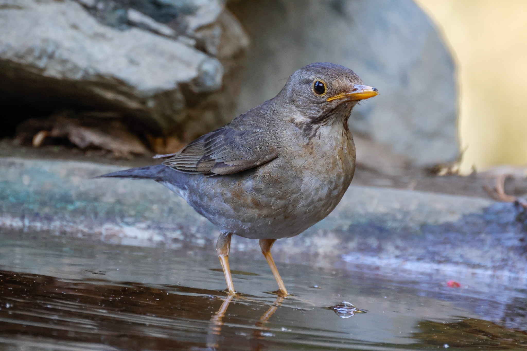 Tickell's Thrush (Turdus unicolor), photo 9