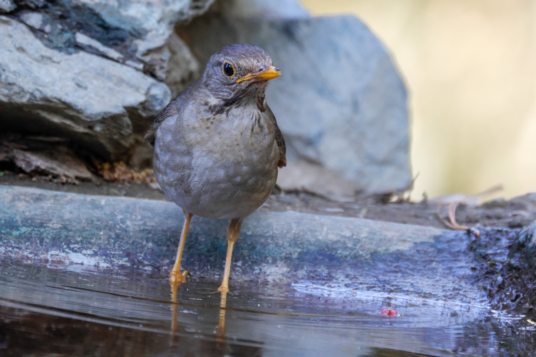 Tickell's Thrush (Turdus unicolor), photo 10