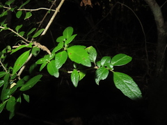 Mitraria coccinea, photograph (c) Eric Schmidt, some rights reserved (CC BY)