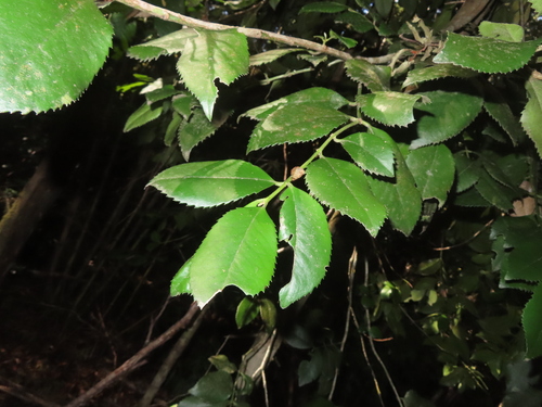 Laureliopsis philippiana, photograph 2