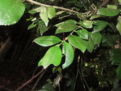 Laureliopsis philippiana, photograph (c) Eric Schmidt, some rights reserved (CC BY)
