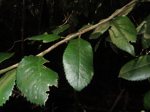Laureliopsis philippiana, photograph 3