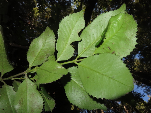 Laureliopsis philippiana, photograph 4