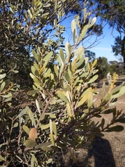 Acacia argyrophylla