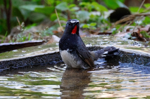 Himalayan Rubythroat (Calliope pectoralis), photo 8