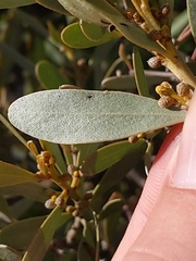 Acacia argyrophylla