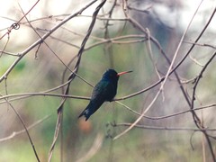 Cynanthus doubledayi