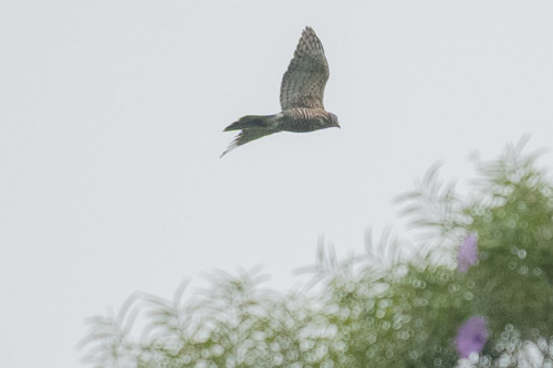 Crested Goshawk