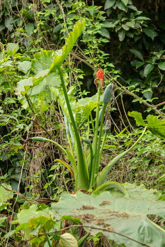 Asian Taro