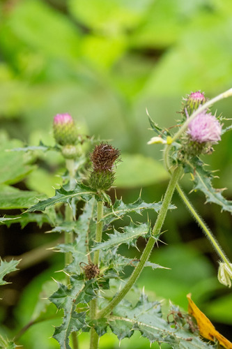 Japanese thistle