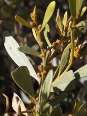 Acacia argyrophylla