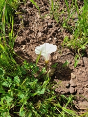 Calystegia subacaulis