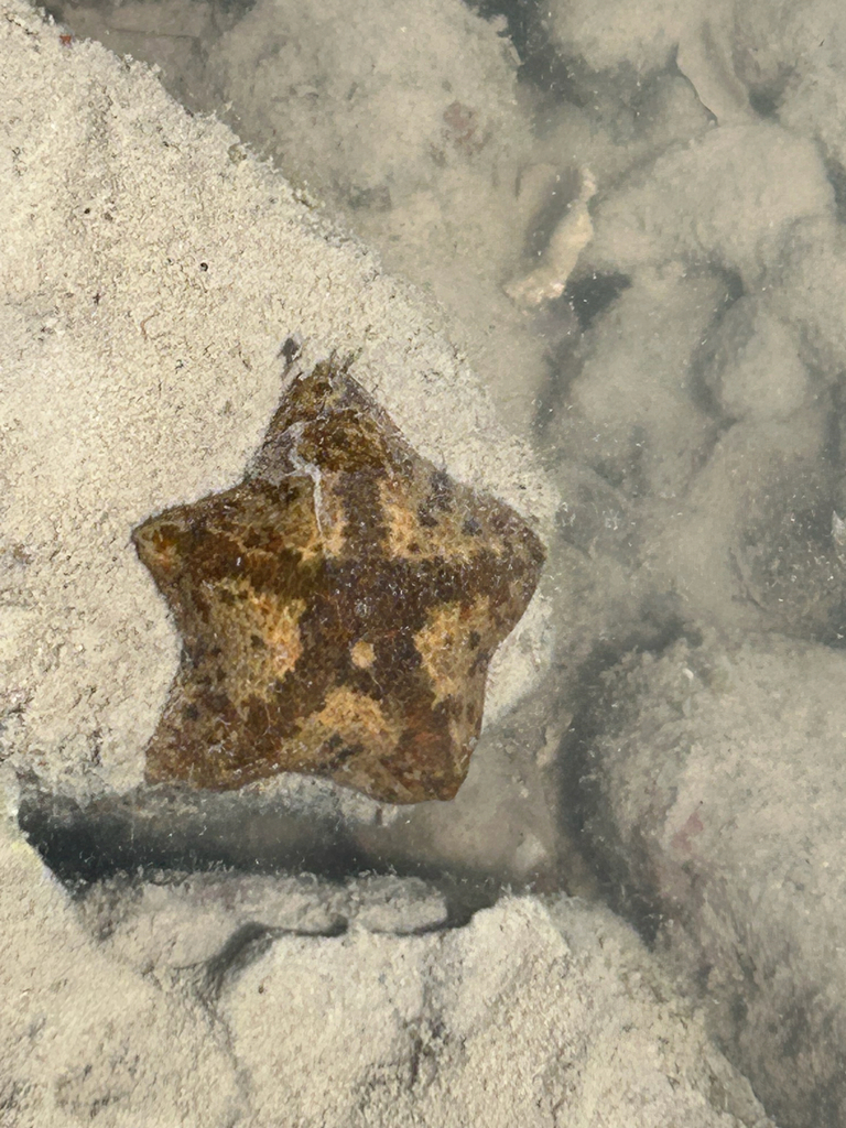 Cryptasterina pentagona