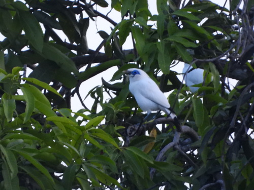 Bali Starling (Leucopsar rothschildi), photo 2