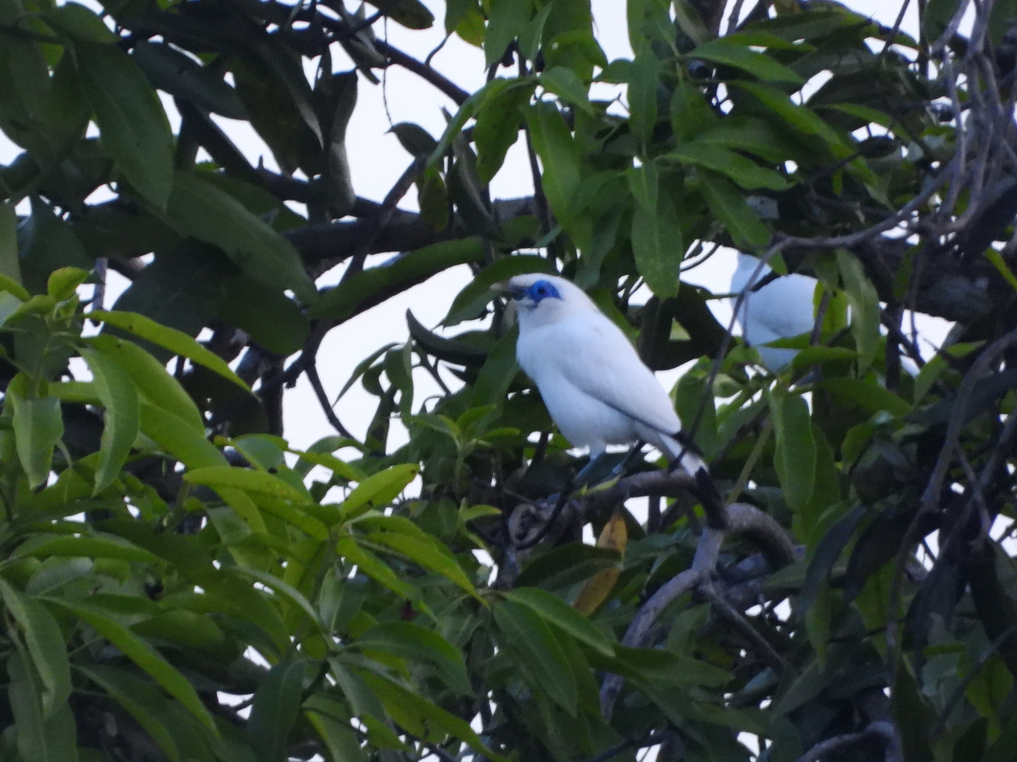 Bali Starling (Leucopsar rothschildi), photo 2