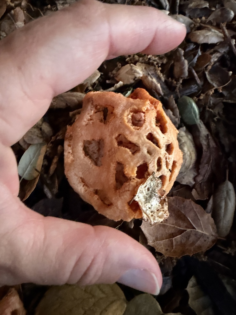 Clathrus ruber · April 2026 · photo: © irinamitine (iNaturalist, cc-by)