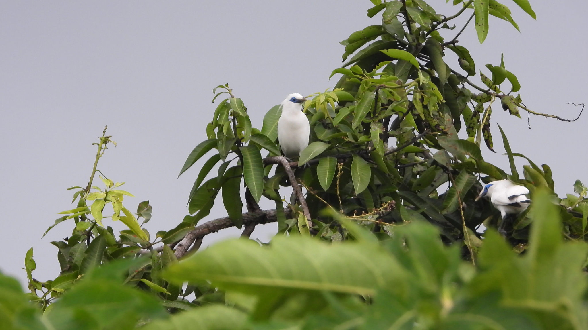 Bali Starling (Leucopsar rothschildi), photo 3