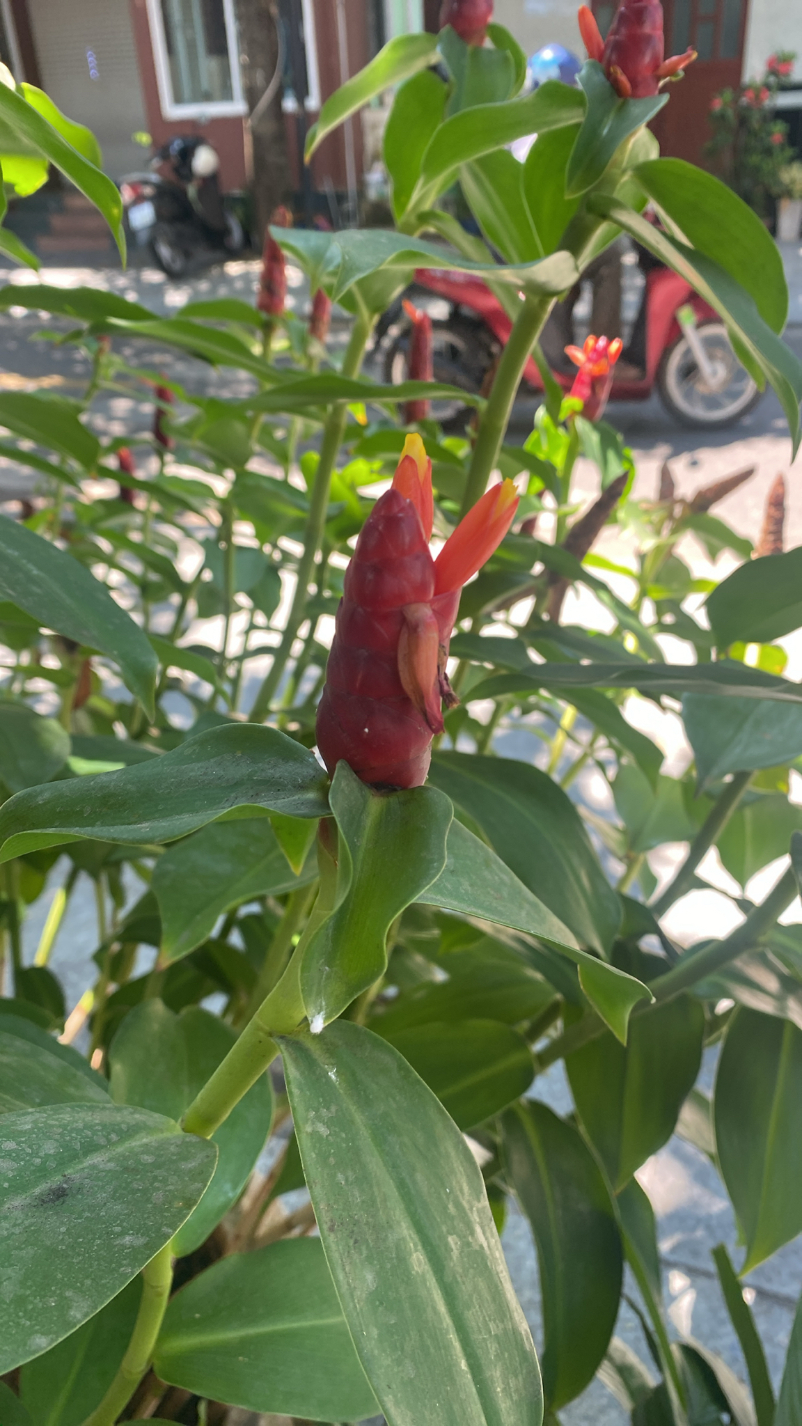 Costus woodsonii — ảnh 3