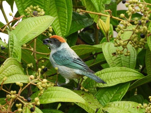 Scrub Tanager (Stilpnia vitriolina), photo 6