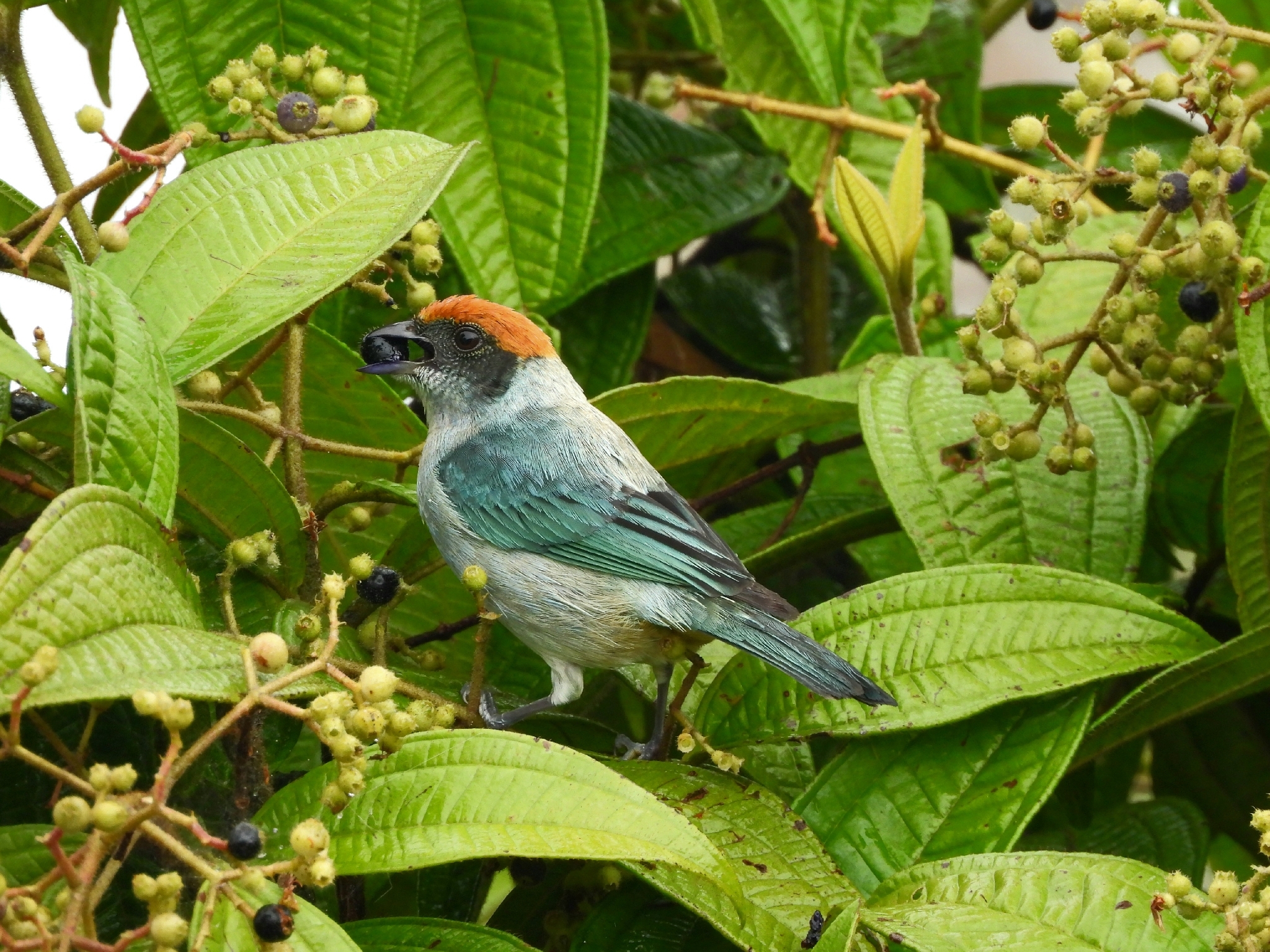 Scrub Tanager (Stilpnia vitriolina), photo 7