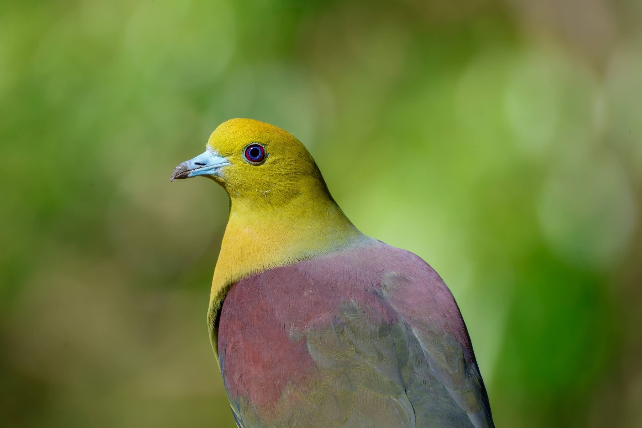 Wedge-tailed Green Pigeon (Treron sphenurus), photo 9