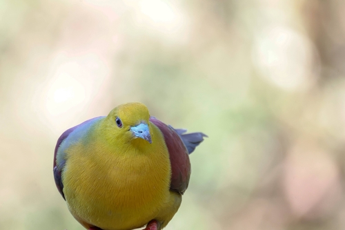 Wedge-tailed Green Pigeon (Treron sphenurus), photo 7