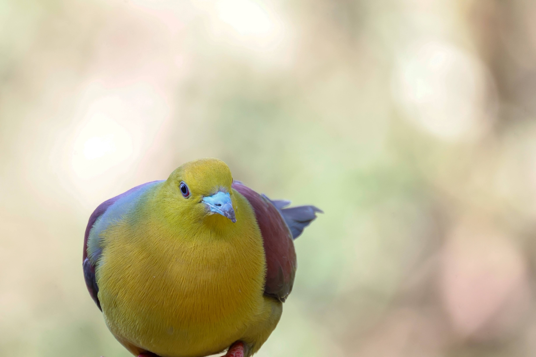 Wedge-tailed Green Pigeon (Treron sphenurus), photo 10