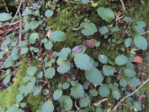 Asteranthera ovata, photograph 2