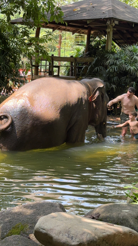 Asian Elephant