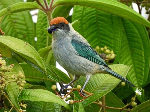 Scrub Tanager (Stilpnia vitriolina), photo 7