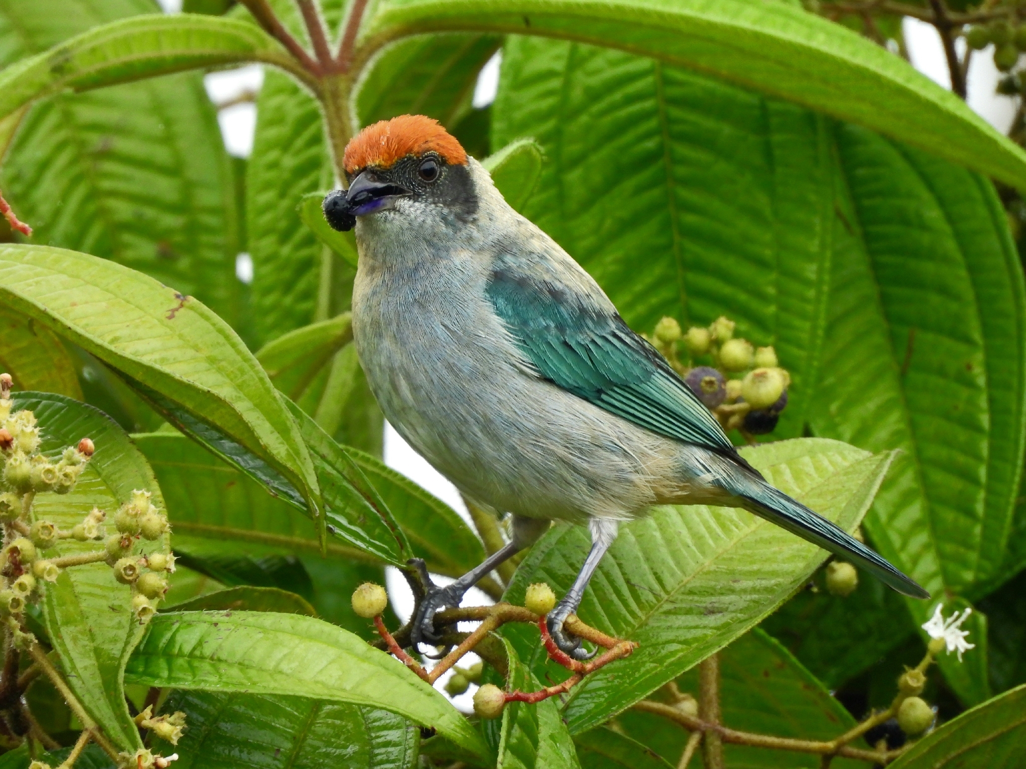 Scrub Tanager (Stilpnia vitriolina), photo 8