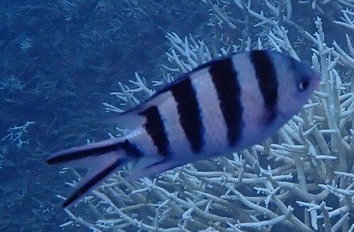 Abudefduf sexfasciatus