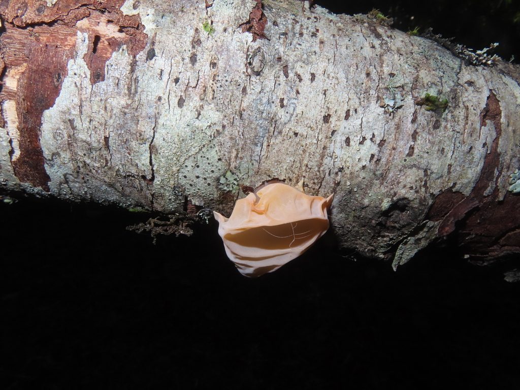 Gloeosoma vitellinum · April 2025 · photo: © eric-schmitty (iNaturalist, cc-by)