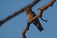 Cynanthus doubledayi