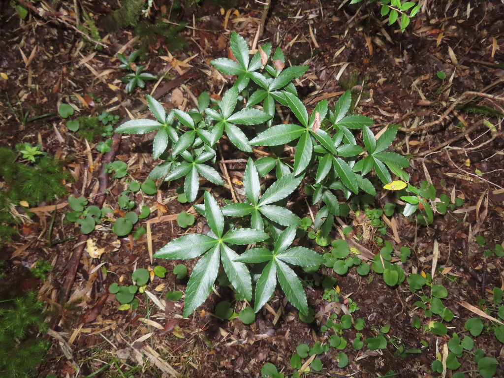 Raukaua laetevirens; photograph (c) Eric Schmidt, some rights reserved (CC BY)