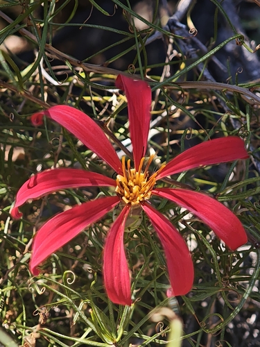 Mutisia subulata, photograph 3