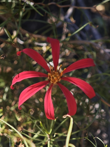 Mutisia subulata, photograph 5