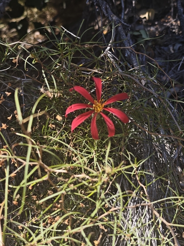 Mutisia subulata, photograph 6