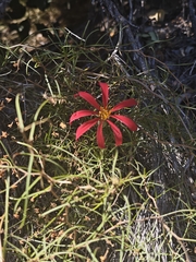 Mutisia subulata, photograph (c) Aira Francisca Faúndez Fallau, some rights reserved (CC BY)