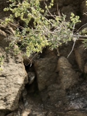 Galium stellatum eremicum