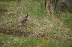 Turdus iliacus coburni