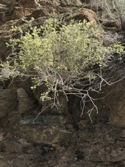 Galium stellatum eremicum