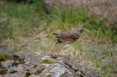 Turdus iliacus coburni